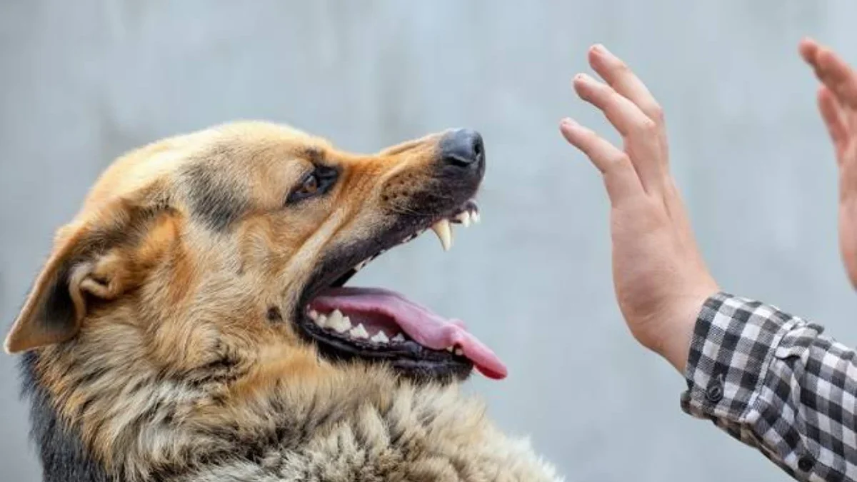 Gejala Awal Rabies Muncul Antara 30 Hingga 90 Hari Setelah Tergigit oleh Hewan Terinfeksi Virus Rabies