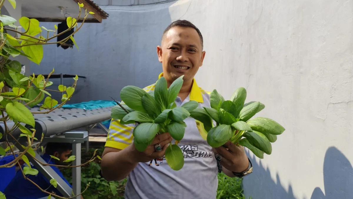 Berhasil Kelola Hidroponik, Kalapas Sumedang Panen Sayuran Pakcoy  