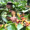 Pohon Kopi Robusta: Karakteristik dan Manfaatnya