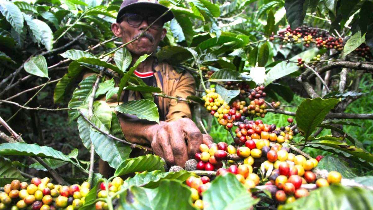 Pohon Kopi Robusta: Karakteristik dan Manfaatnya