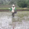 MINIM: Petani saat menabur pupuk di sawahnya.