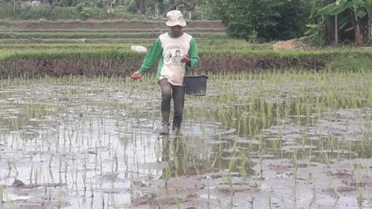 MINIM: Petani saat menabur pupuk di sawahnya.