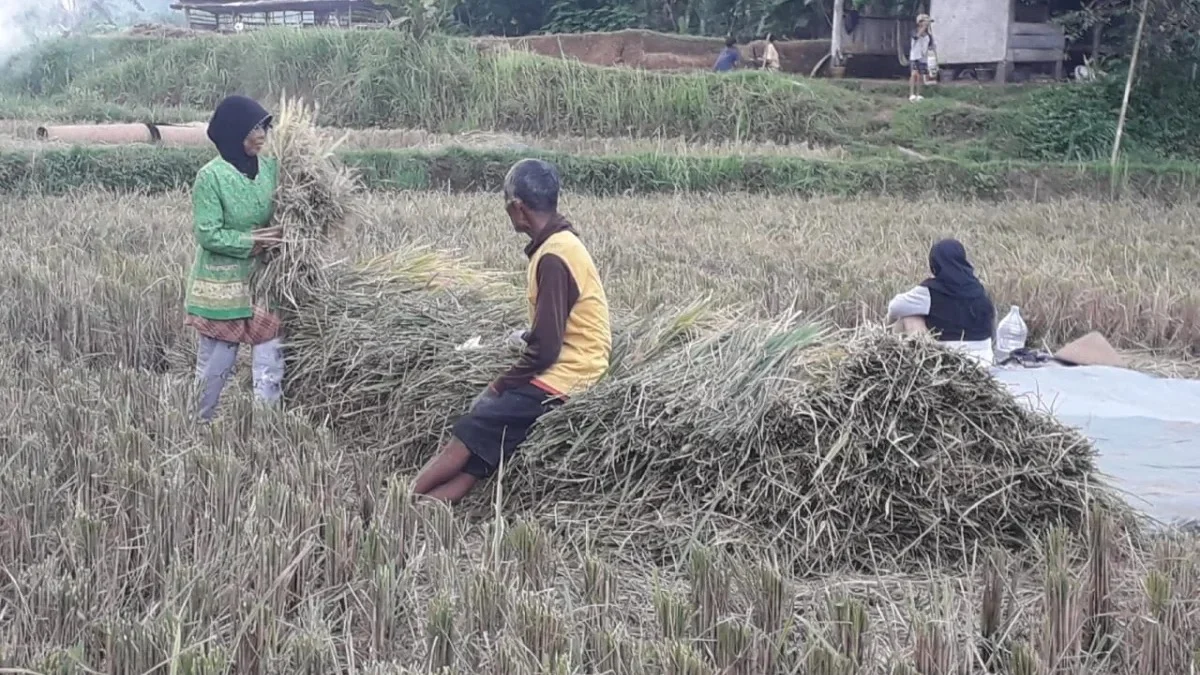 HAMBAT: Para petani di Kabupaten Sumedang saat memanen padi, mereka mengeluhkan pupuk bersubsidi dan irigari y