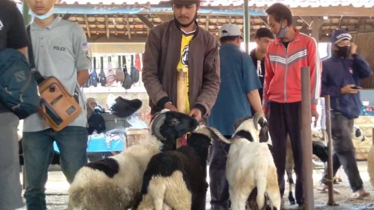 CAPAI TARGET: Salah satu penjual kambing di Pasar Hewan Tanjungsari saat menjajakan kambing miliknya, baru-bar