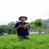 REKRUITMEN: Kementrian Pertanian (Kementan) Republik Indonesia buka pendaftaran Petani Milenial.