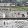 STOK MENCUKUPI: Sejumlah petani saat menanam padi di salah satu pesawahan di Kabupaten Sumedang.