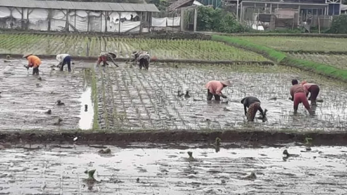 STOK MENCUKUPI: Sejumlah petani saat menanam padi di salah satu pesawahan di Kabupaten Sumedang.