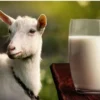 Susu Kambing Etawa dan Berbagai Pilihannya