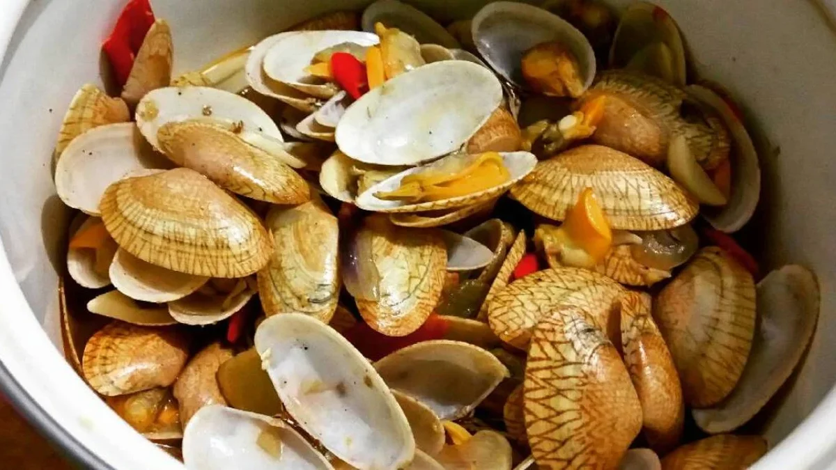 Manfaat Kandungan Nutrisi dan Cara Mengolah Kerang Batik