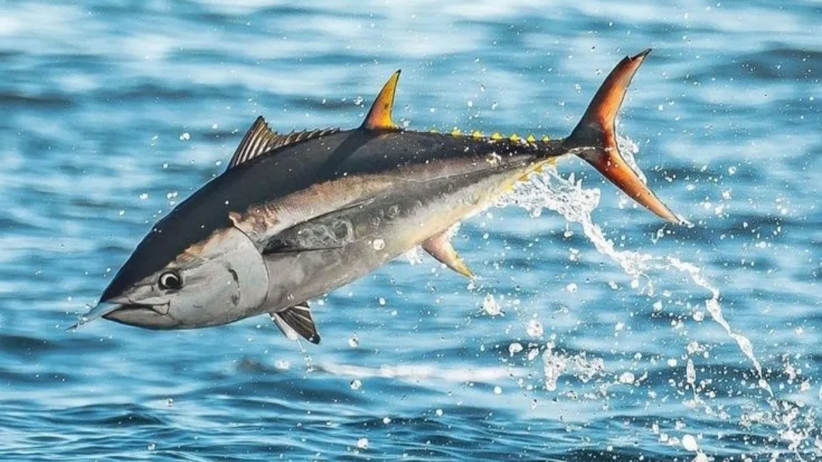 Mekuri Hanya Ada Dalam Kosmetik? Berikut 10 Ikan Mengandung Merkuri Tinggi yang Harus Kamu Waspadai Mekuri Hanya Ada Dalam Kosmetik? Berikut 10 Ikan Mengandung Merkuri Tinggi yang Harus Kamu Waspadai
