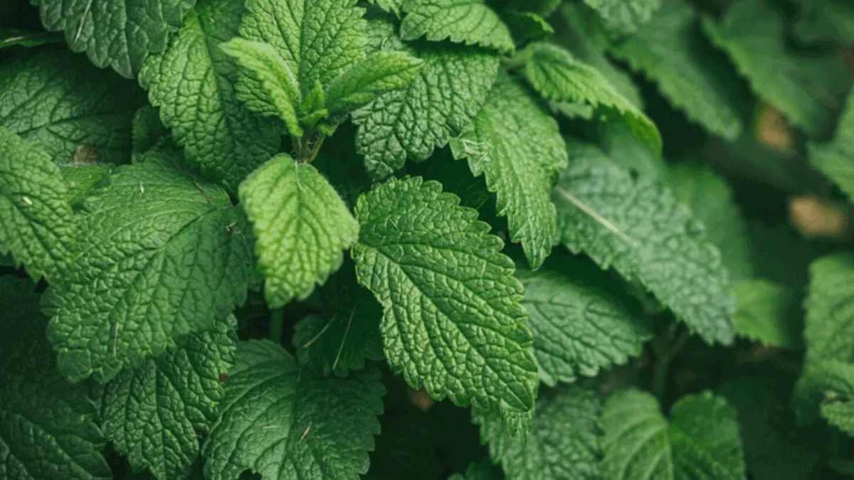 Manfaat Dan Kandungan Nutrisi Daun Mint