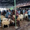 OPTIMALKAN: Sejumlah peternak saat menjajakan kambing di Pasar Hewan Tanjungsari, baru-baru ini.