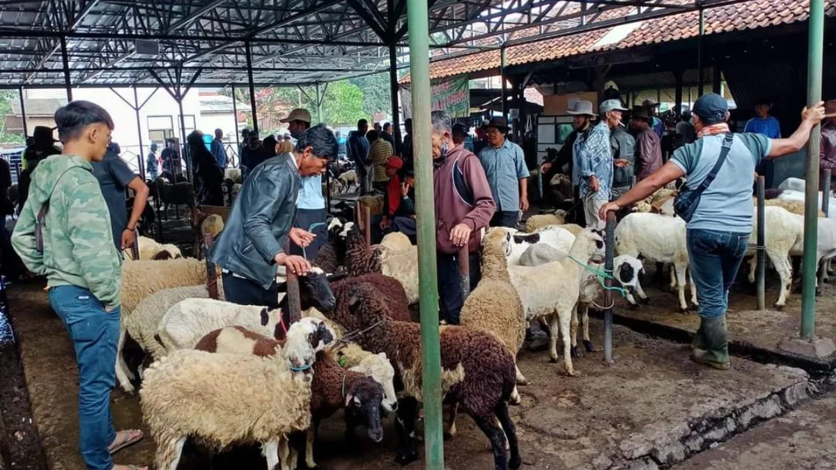 OPTIMALKAN: Sejumlah peternak saat menjajakan kambing di Pasar Hewan Tanjungsari, baru-baru ini.