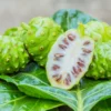 Manfaat buah mengkudu (Morinda citrifolia) untuk kesehatan