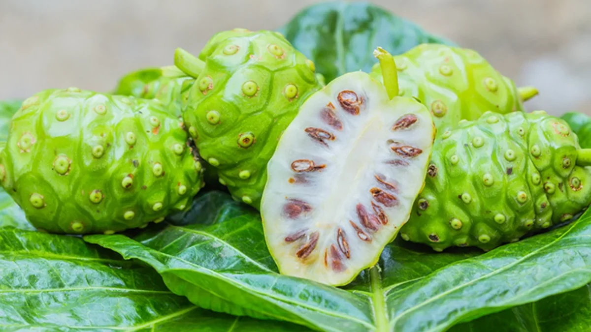 Manfaat buah mengkudu (Morinda citrifolia) untuk kesehatan