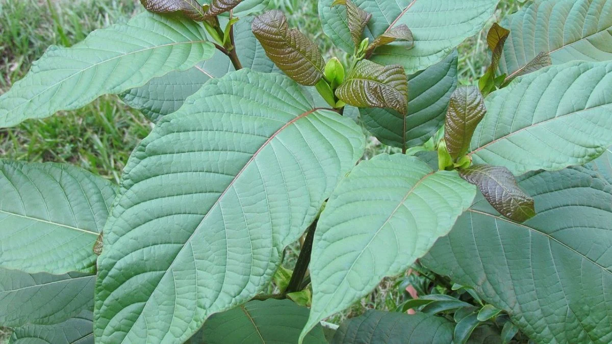 Manfaat daun kratom dipercaya dapat meredakan nyeri dan mengurangi kecemasan