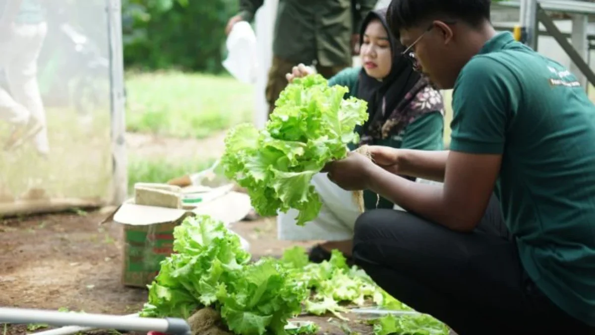 Pencapaian Program Sharp Hydro Heroes Melahirkan Petani Muda