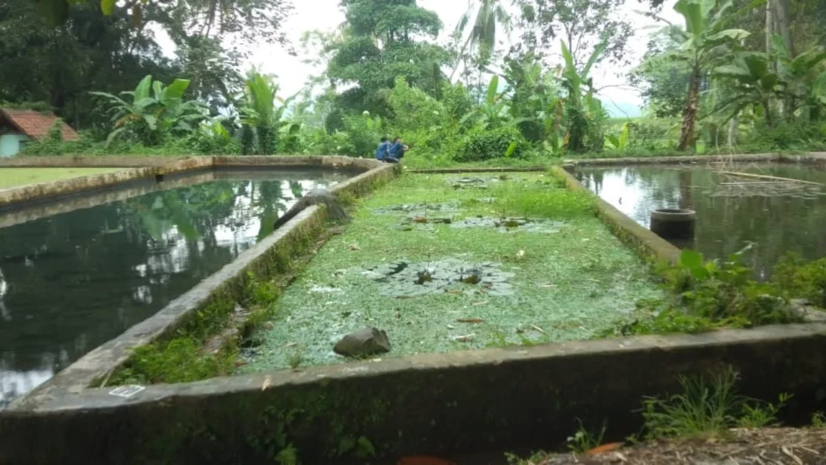 TERBENGKALAI: Objek wisata alam Situ Ciereng yang tidak terawat kian memperihatinkan.