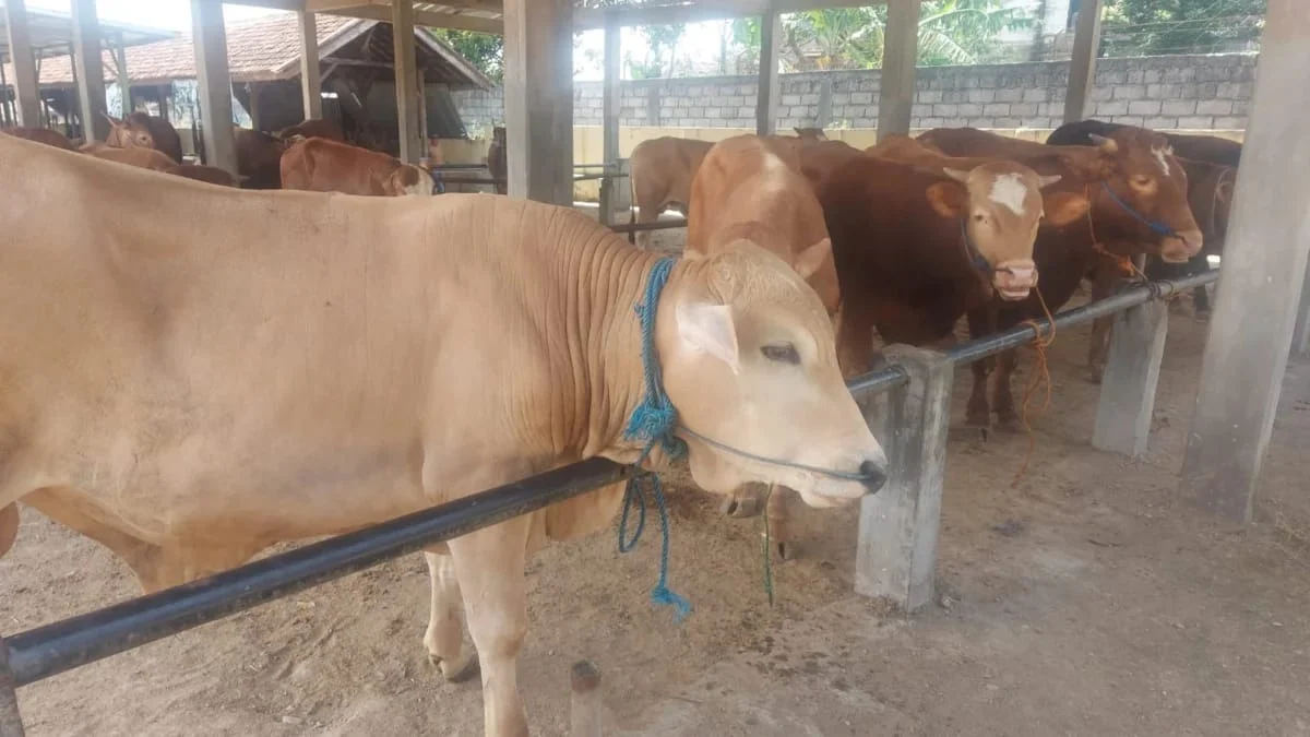 TERPAPAR: Beberapa sapi siap dijual di pasar Tanjungsari. Di Sumedang, ratusan sapi terindikasi terkena PMK.