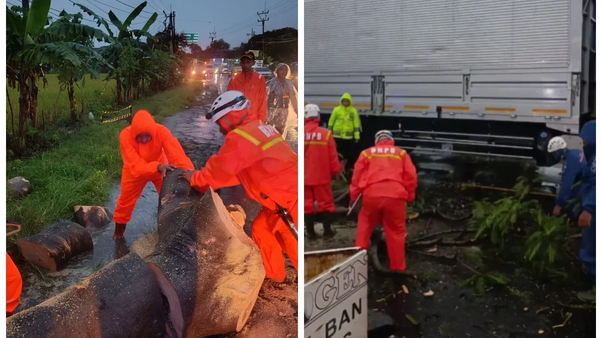 Pohon Tumbang di Sumedang Timpa Kontainer, Arus Lalu Lintas Sempat Tersendat