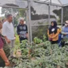 APRESIASI: Pj Gubernur Jabar, Bey Machmudin, saat mengunjungi Balai Benih Hortikultura (BBH) Pasirbanteng di D