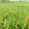 MERUGIKAN: Sawah yang terserang hama tikus dan burung pipit tampak rusak di Desa Ujungjaya Kecamatan Ujungjaya