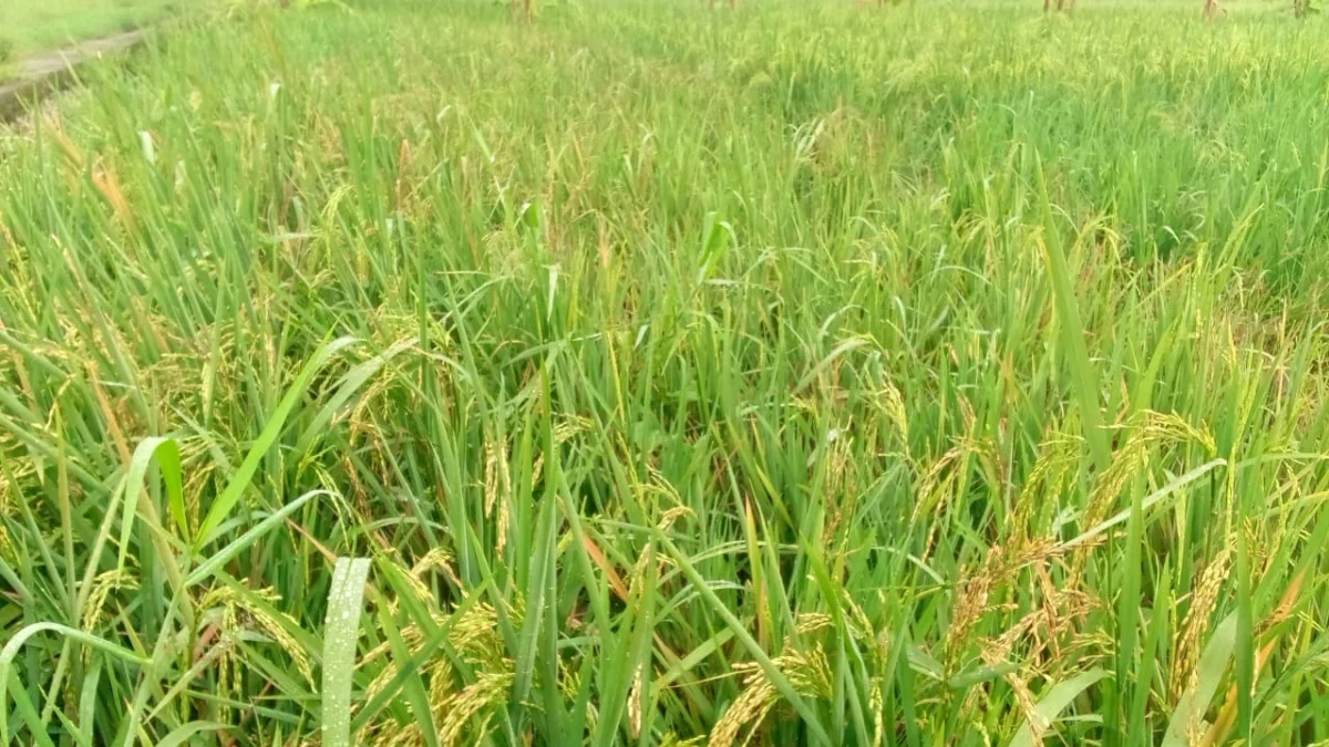 MERUGIKAN: Sawah yang terserang hama tikus dan burung pipit tampak rusak di Desa Ujungjaya Kecamatan Ujungjaya