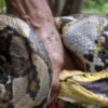 TANGKAP: Seekor ular piton berhasil ditangkap warga setelah memangsa ternak ayam.