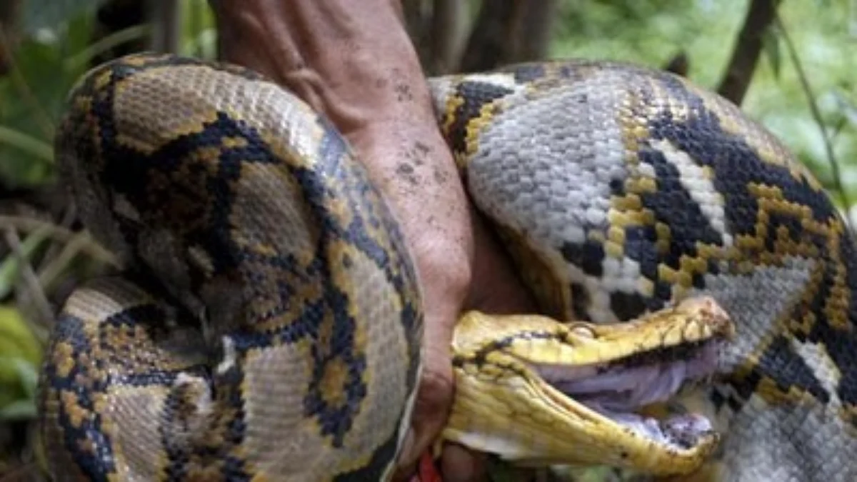 TANGKAP: Seekor ular piton berhasil ditangkap warga setelah memangsa ternak ayam.