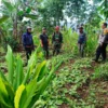 BUDIDAYA: Sejumlah aparat saat pencarian lahan untuk penanaman Padi Gogo di Kecamatan Tanjungmedar, kemarin.