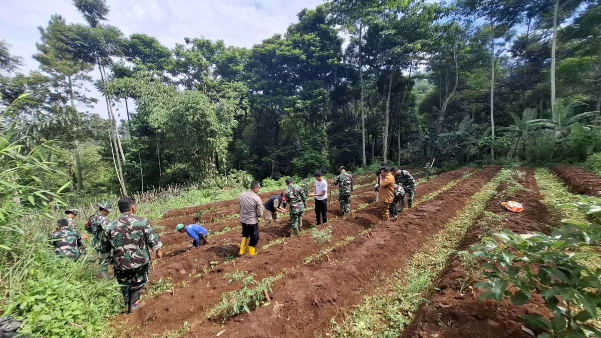 BERSINERGI: Aparat bersama warga saat menanam padi Gogo di Desa Sindanggalih, kemarin.