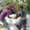 DITAMPUNG: Sejumlah petani di Desa Marongge Kecamatan Tomo saat panen, hasil panennya di serap langsung oleh B