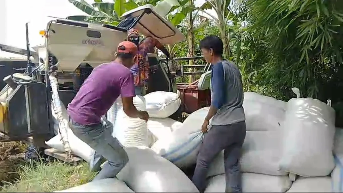 DITAMPUNG: Sejumlah petani di Desa Marongge Kecamatan Tomo saat panen, hasil panennya di serap langsung oleh B