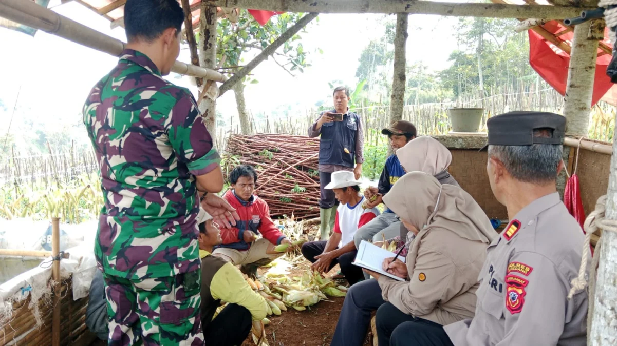 BERPERAN: Sejumlah petugas saat menghadiri panen jagung hibrida bersama Kelompok Tani Mekar Bahagia di Tanjung