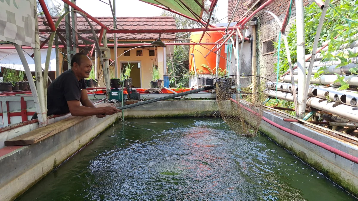 Lele Olahan: Solusi Bergizi untuk Cegah Stunting dan Makan Siang Sehat