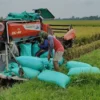 SERAP: Salah seorang petani saat panen padi dengan menggunakan mesin di Kecamatan Ujungjaya, kemarin.SERAP: Sa