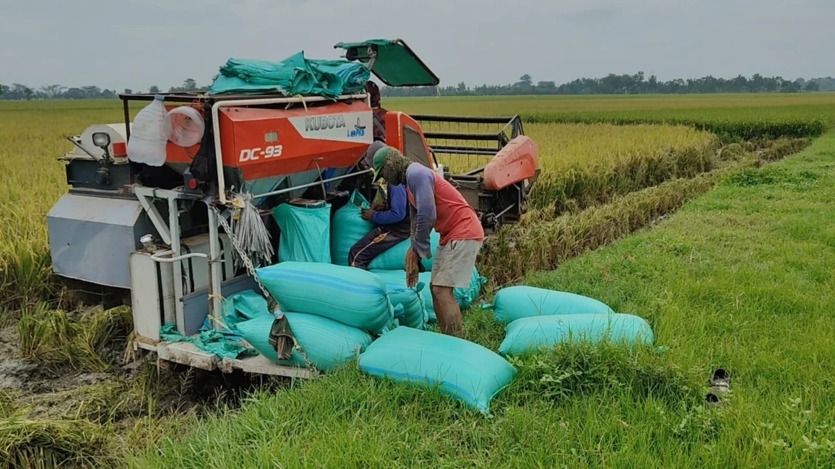 SERAP: Salah seorang petani saat panen padi dengan menggunakan mesin di Kecamatan Ujungjaya, kemarin.SERAP: Sa