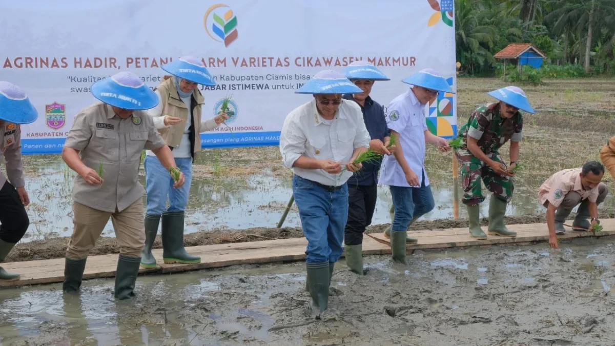 Wakil Gubernur Jawa Barat, Erwan Setiawan menghadiri dan memberikan sambutan dalam Kegiatan Panen Pertama Vari