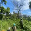 Serangan ulat bulu resahkan warga, UPTD Pertanian Wado lakukan penyemprotan insektisida. (ISTIMEWA)