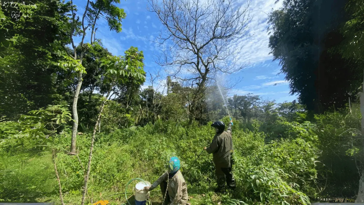 Serangan ulat bulu resahkan warga, UPTD Pertanian Wado lakukan penyemprotan insektisida. (ISTIMEWA)