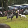 Menjaga Budaya dan Tradisi, Ratusan Ekor Domba Garut Adu Mekanik di Ujungjaya