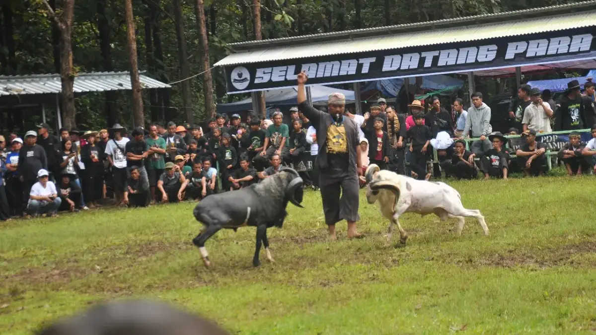 Menjaga Budaya dan Tradisi, Ratusan Ekor Domba Garut Adu Mekanik di Ujungjaya Menjaga Budaya dan Tradisi, Ratusan Ekor Domba Garut Adu Mekanik di Ujungjaya