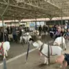 MENINGKAT: Pasar Hewan Tanjungsari Kabupaten Sumedang perdagangan hewan kurban sudah mulai ramai.