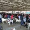 RAMAI: Aktivitas jual beli hewan kurban tampak menggeliat, menandai semakin dekatnya perayaan Iduladha.