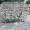 GEGER: Warga Dusun Cibogo, Desa Cikahuripan, Kecamatan Cimanggung, dikejutkan oleh kemunculan seekor ular sanc