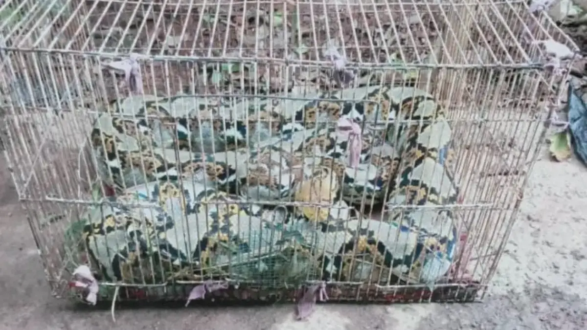 GEGER: Warga Dusun Cibogo, Desa Cikahuripan, Kecamatan Cimanggung, dikejutkan oleh kemunculan seekor ular sanc