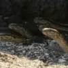 Antisipasi Gempa di Sumedang dengan Melihat Perilaku Hewan (ist/lifepinner.com)