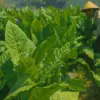 DPKP Sumedang Dorong Petani Tembakau Berinovasi dan Tidak Bergantung pada Rokok