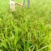 Harga Gabah Naik, Petani Sumringah
