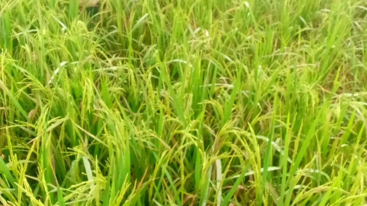 Harga Gabah Naik, Petani Sumringah